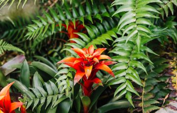 beautiful-red-bromeliad-nature